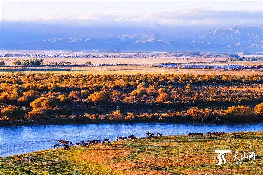 新疆阳光下的友谊与温馨故事